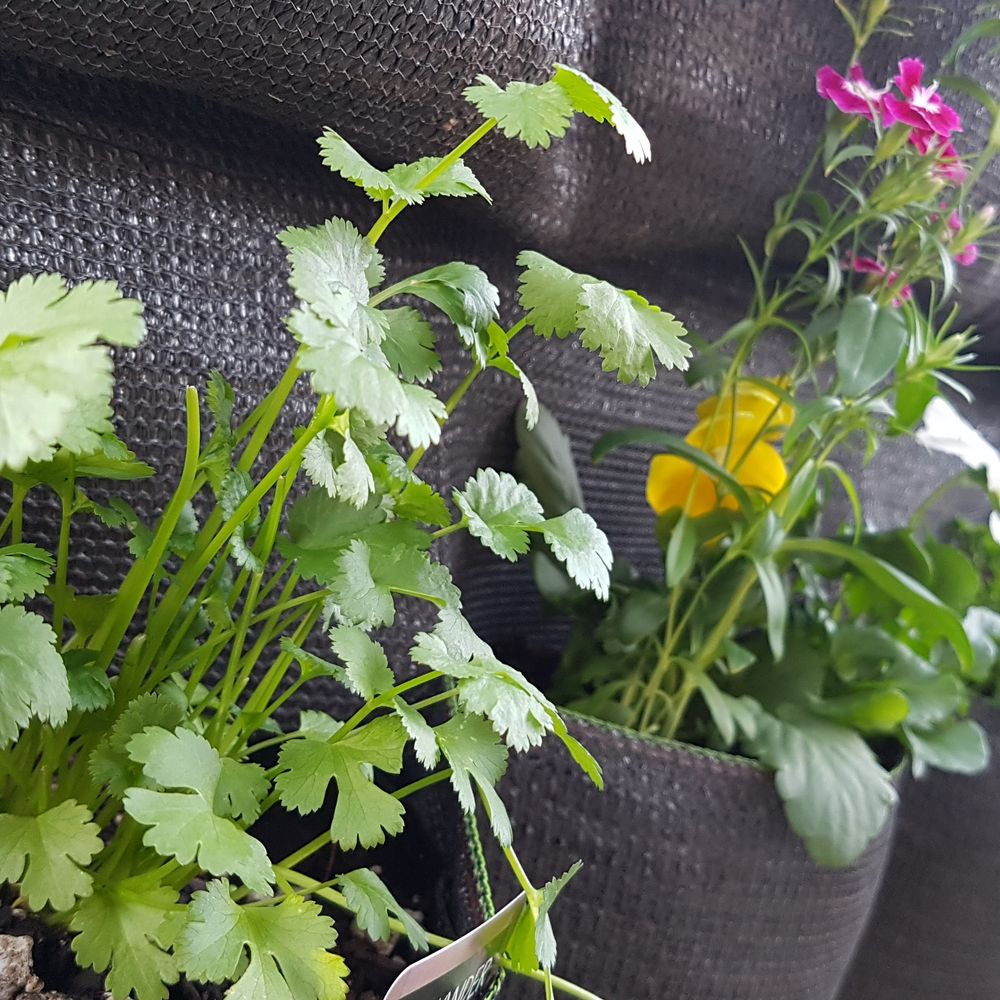 Winter Herb Planting