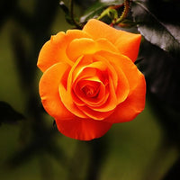 Rose Pruning