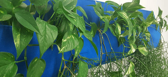 Vertical Hanging Gardens