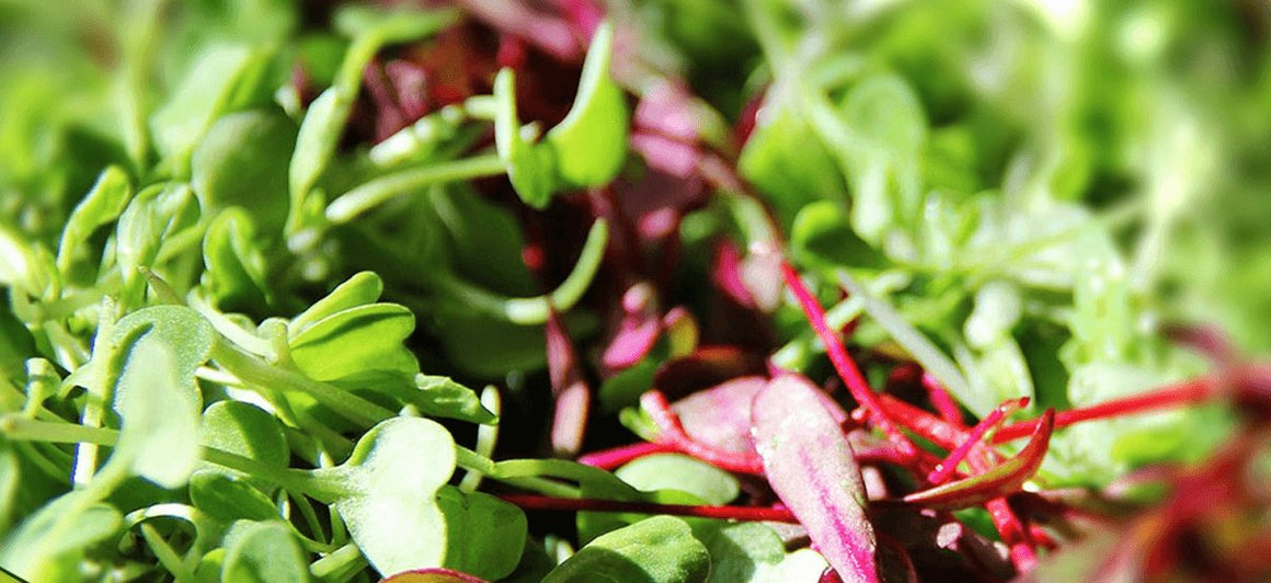 Micro Greens & Sprouts