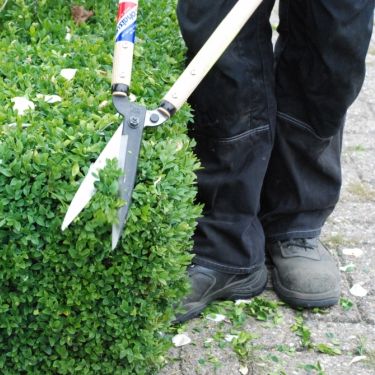 Hedge Shears - Long Blade - Growing Potential