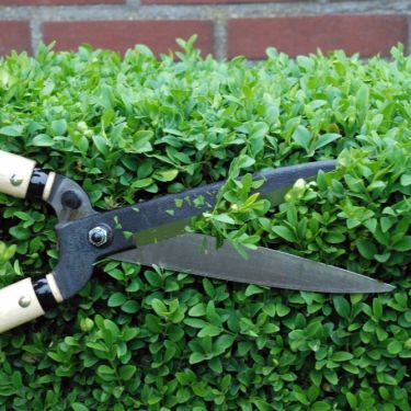 Hedge Shears - Short Blade - Growing Potential