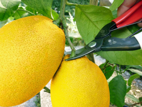 Harvest shears Okatsune 301 with curved blade - Growing Potential