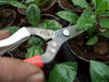 Floral shears Okatsune 304 with long blade suitable for soft stems - Growing Potential