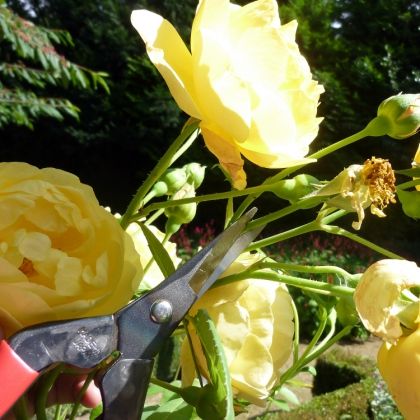 Floral shears Okatsune 304 with long blade suitable for soft stems - Growing Potential