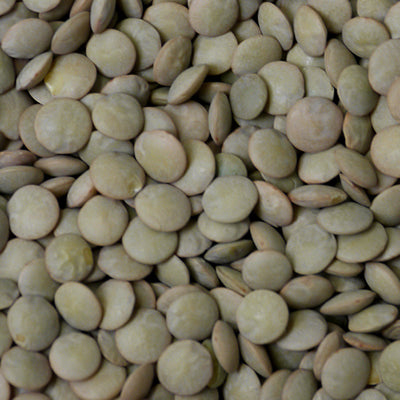 Sprout Starter Kit - Growing Potential