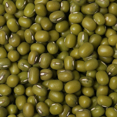 Sprout Starter Kit - Growing Potential