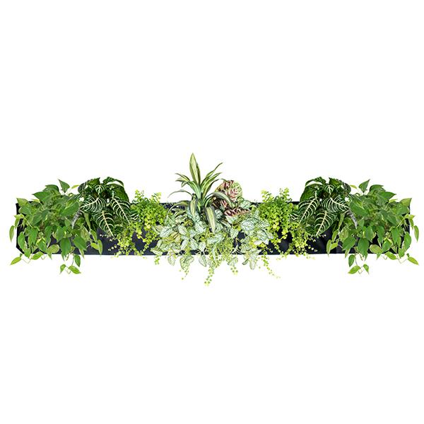 Wally Five - Growing Potential