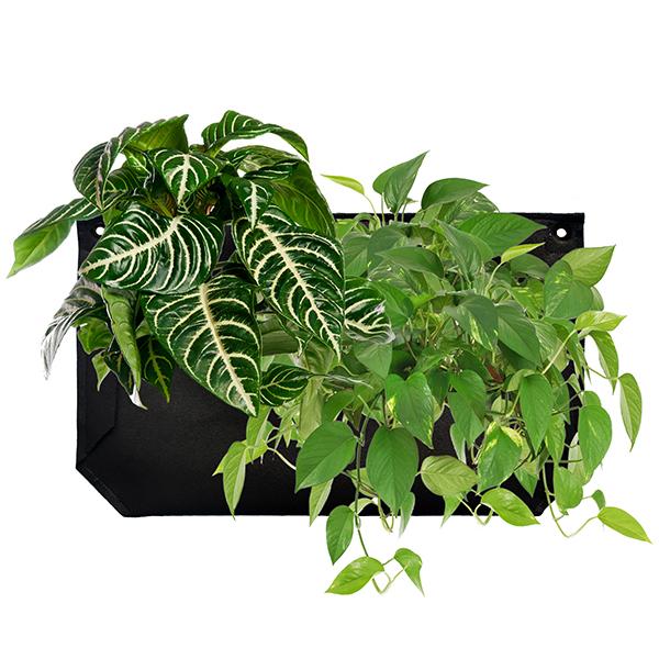 Wally One - Growing Potential