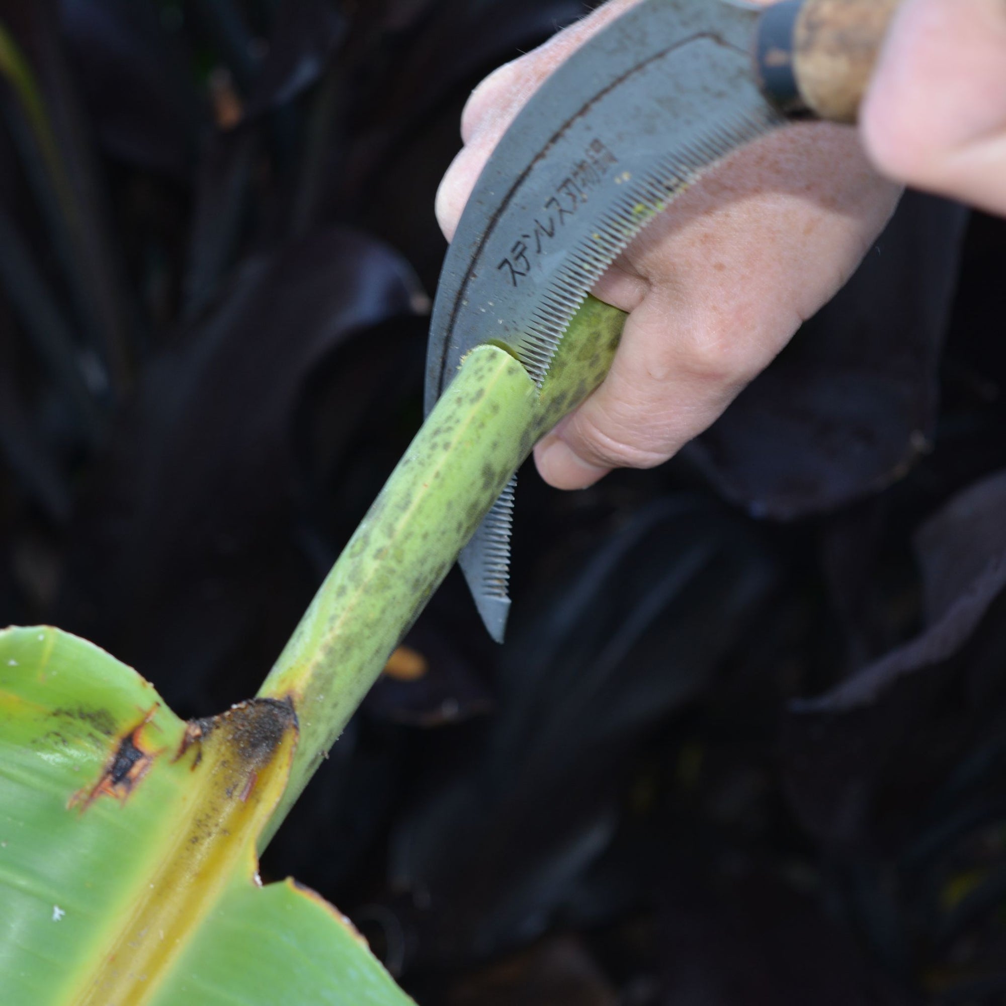 Garden Shark - Growing Potential