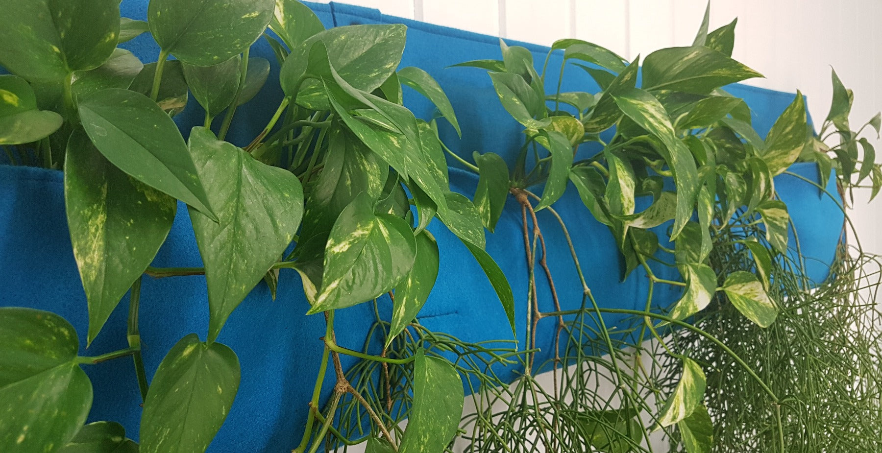 Wally Three - Growing Potential