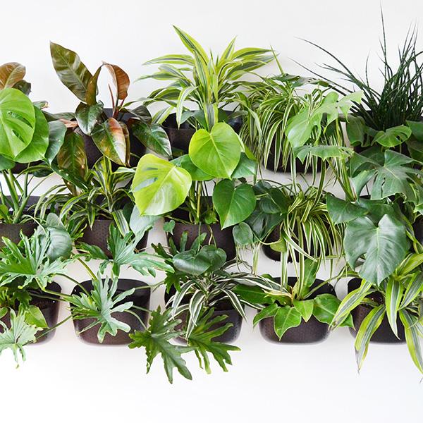 Eco Wall Planter - Espresso