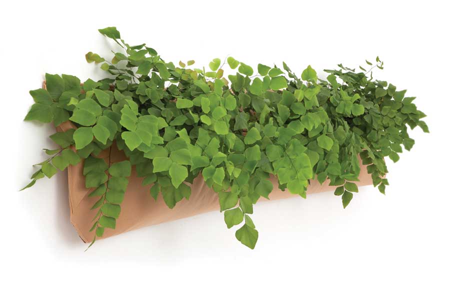 Wally Three - Growing Potential